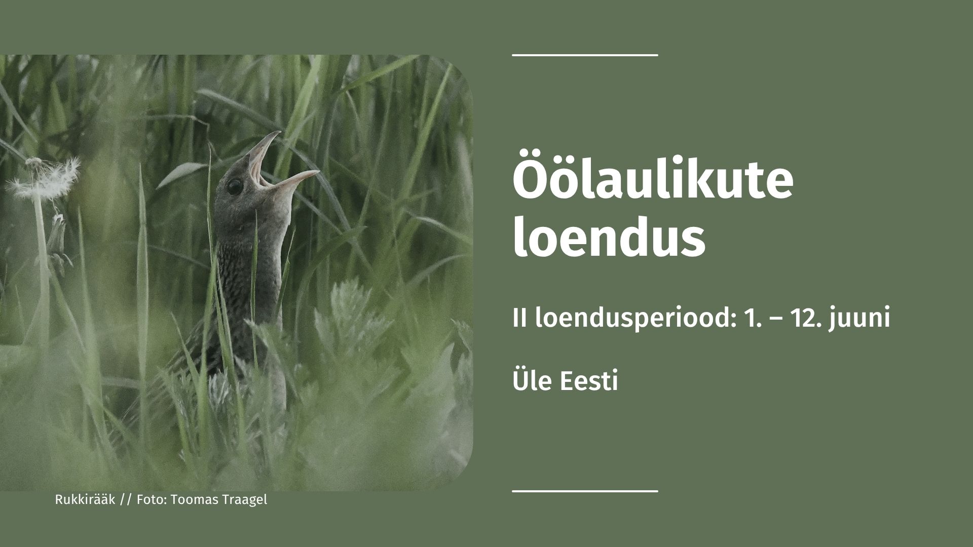 2623_FB_ÖÖLAULIKUD_2._periood