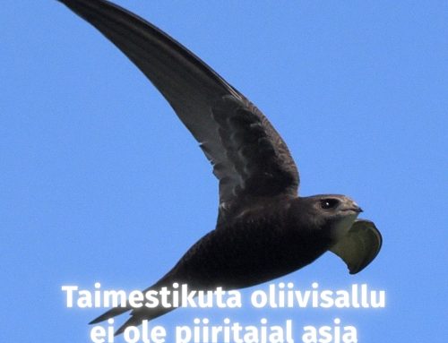 Taimestikuta oliivisallu ei ole piiritajal asja