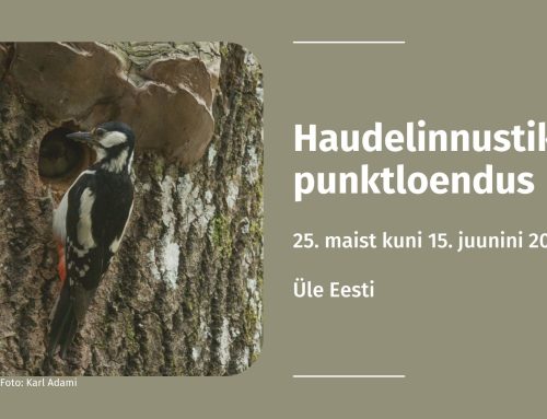 Veel loetud päevad saab teostada haudelinnustiku punktloendust