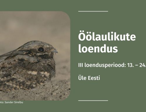 Helihõllendused hämarikus: algas öölaulikute loenduse III loendusperiood