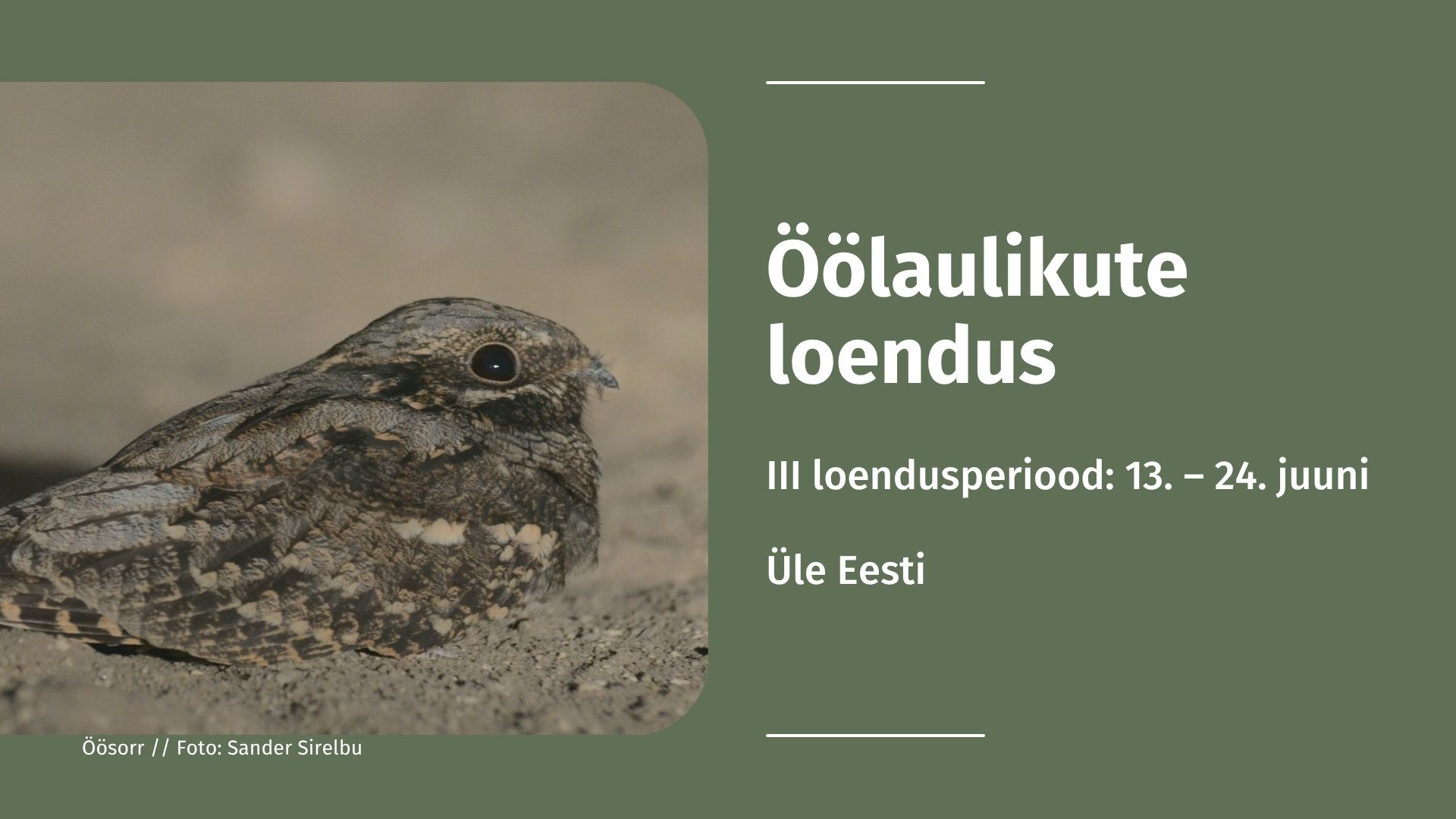 2652_FB_ÖÖLAULIKUD_3._periood