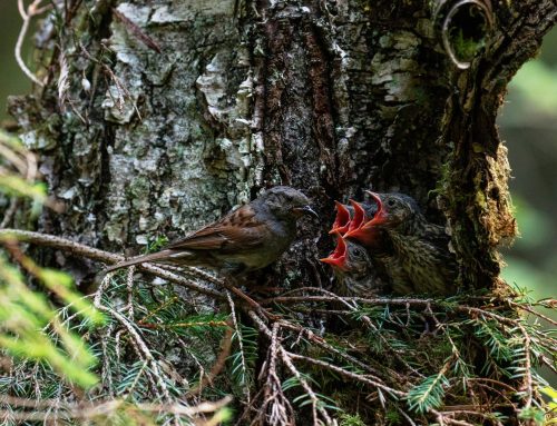 Keskkonnaühendused: pesitsusrahu ei saa sõltuda sellest, kas inimene leiab metsast linnupesa