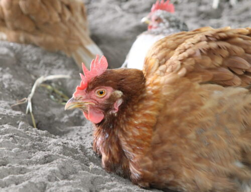 Alates tänasest on kohustus kodulinnud hoida siseruumides!