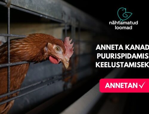 Nähtamatud Loomad kogub annetusi, et vastu seista Eesti suurimate puurikanalate juhtide püüdlustele kanade puurispidamise keelustamine Eestis nurjata