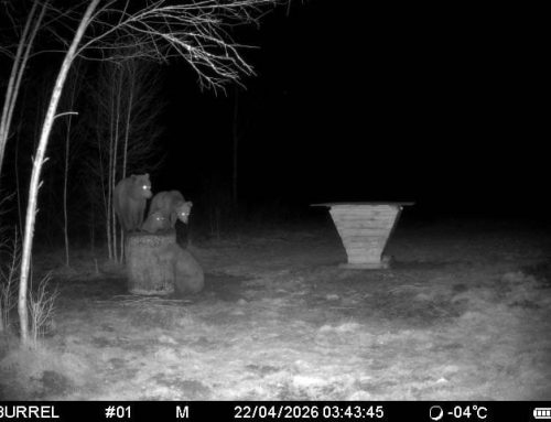 PILTUUDIS: Karud toiduootel