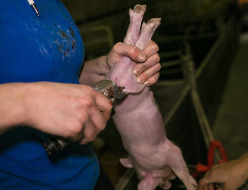 Loomade sandistamine on tööstusfarmide tavapraktika