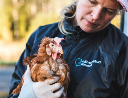 Erakordne võimalus tähendusrikkaks jõulukingiks loomadele