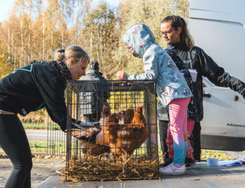 Ülevaade annetajatele: kanade päästmise kulud ja tulud