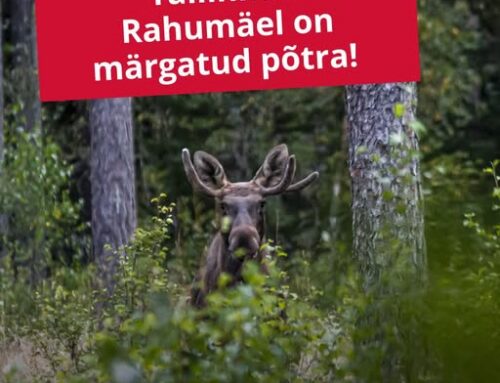 Tähelepanu, Nõmme piirkonna elanikud – liikvel on põder!