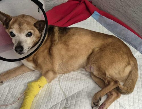 Kribu tänab pilvepiirilt