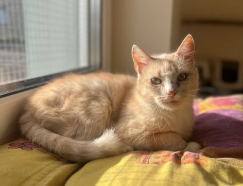 Nädala staar – Elsa Saaremaa varjupaigast