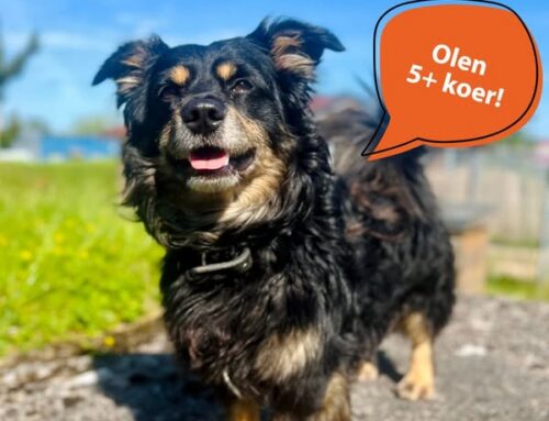 Nädala staar – Krissu Tallinna varjupaigast