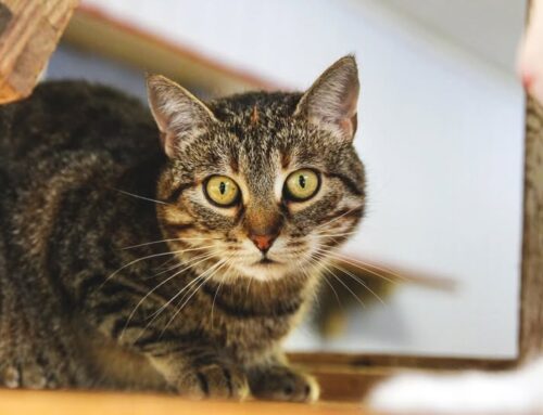 Nädala staar – Kati Valga varjupaigast