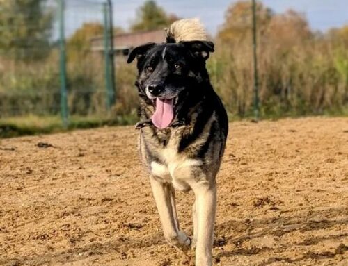 Nädala staar – Tobi Viljandi varjupaigast