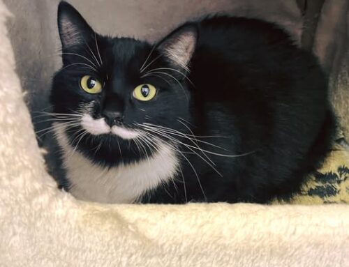 Nädala staar – Teriina Võru varjupaigast