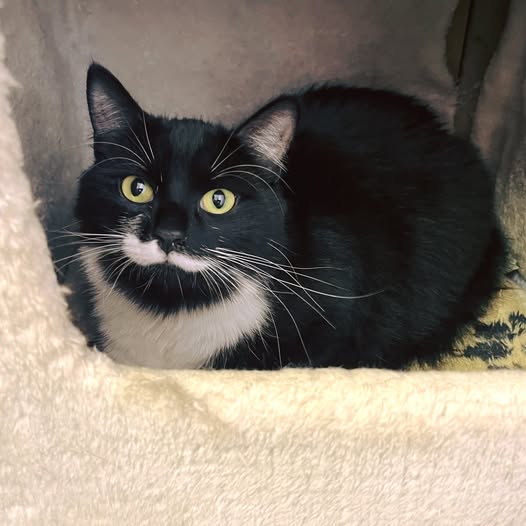 591748790_1260202089469851_4531014227600983430_n