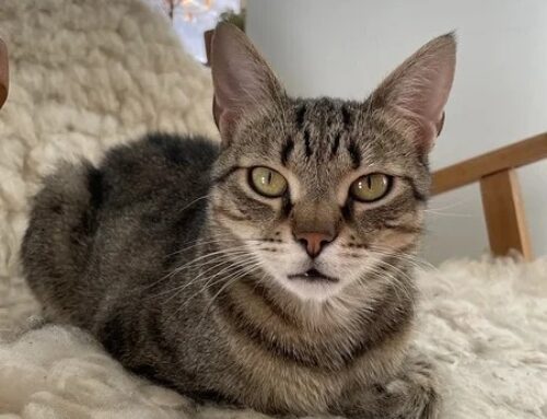 Nädala staar – Spritz Loomade heaolu keskusest