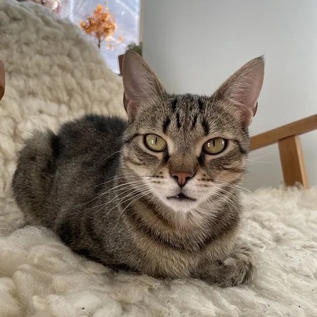 596003602_1265348075621919_993922115397587192_n