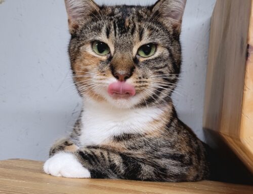 Nädala staar – Susan Läänemaa varjupaigast