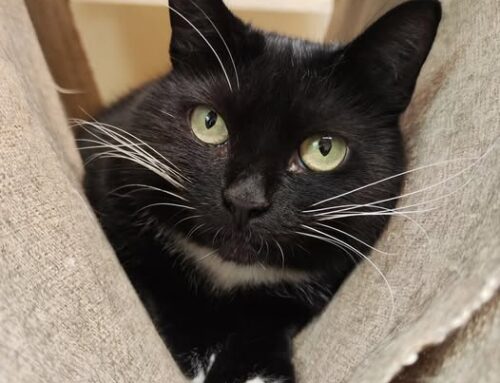 Nädala staar – Stiina Pärnu varjupaigast