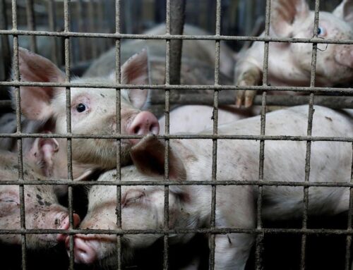 Loomaõiguslased: “Lihatootjad tühistavad meelega sigade kannatusi ja suurtööstuste kliimamõju!”
