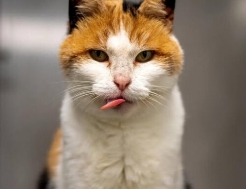 Nädala staar – Pipi Tallinna varjupaigast