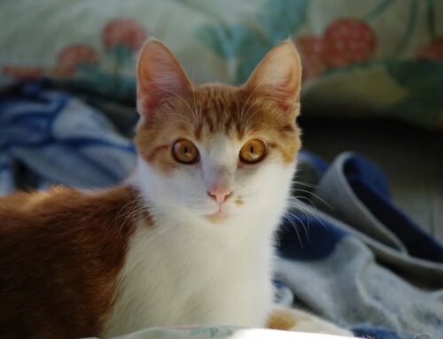 Nädala staar – Jarno Viljandi varjupaigast