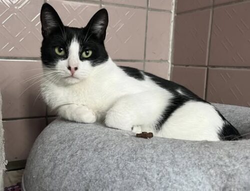 Nädala staar – Hennu Võru varjupaigast