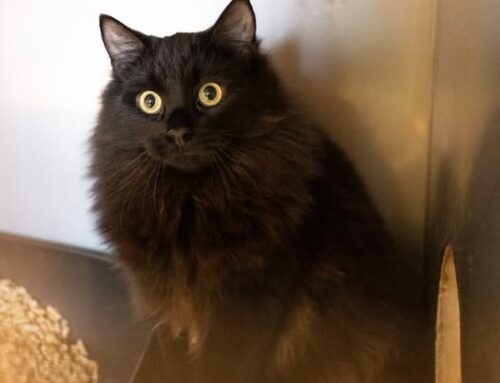 Nädala staar – Varmas Loomade heaolu keskusest