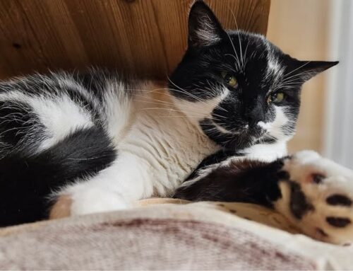 Nädala staar – Olev Läänemaa varjupaigast