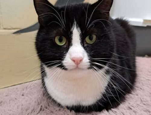 Nädala staar – Socks Pärnu varjupaigast