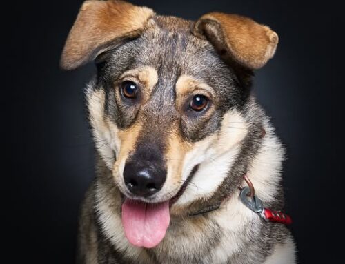 Nädala staar – Mokka Tallinna varjupaigast