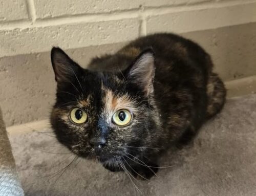 Nädala staar – Luutsi Viljandi varjupaigast