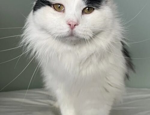 Nädala staar – Guitz Võru varjupaigast