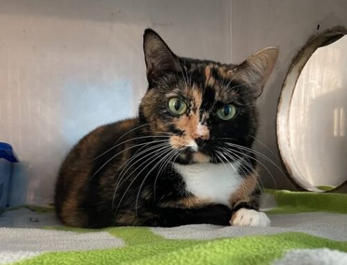 Nädala staar – Moona-Liisi Loomade heaolu keskusest