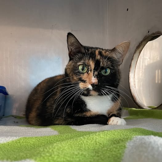 650214297_1341211854702207_2487032037185107511_n