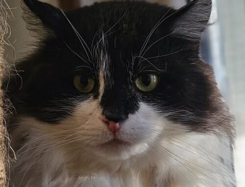 Nädala staar – Deiki Läänemaa varjupaigast