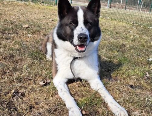 Nädala staar – Baron Pärnu varjupaigast