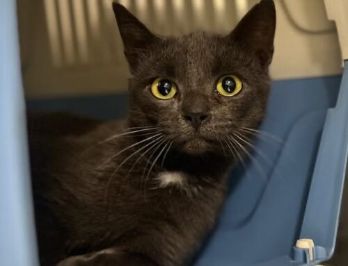 Nädala staar – Odessa Saaremaa varjupaigast