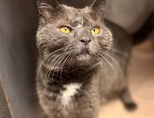 Nädala staar – Mättu Tallinna varjupaigast