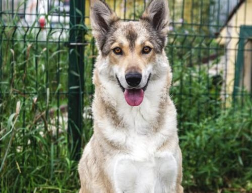 Nädala staar – Näffi Võru varjupaigast