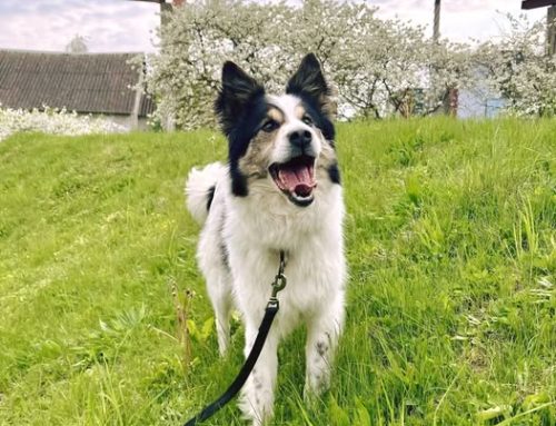 Nädala staar – Täpi Saaremaa varjupaigast
