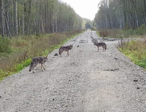 Soomaal on kütitud viis nuhtlusisendit