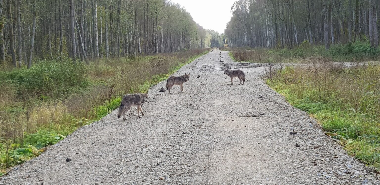 72441489_766829807101477_6212213256388345856_n-1536×747