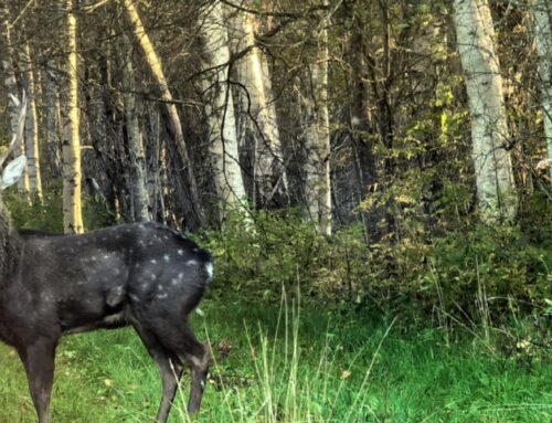 Pärnumaal nähti liikumas tähnikhirve