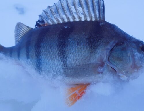 Tugevdatakse Pärnumaa kalavarude kaitset ja täpsustatakse 2026. aasta püügikorda