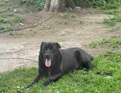 Tommi ihkab jõuluks uude koju!