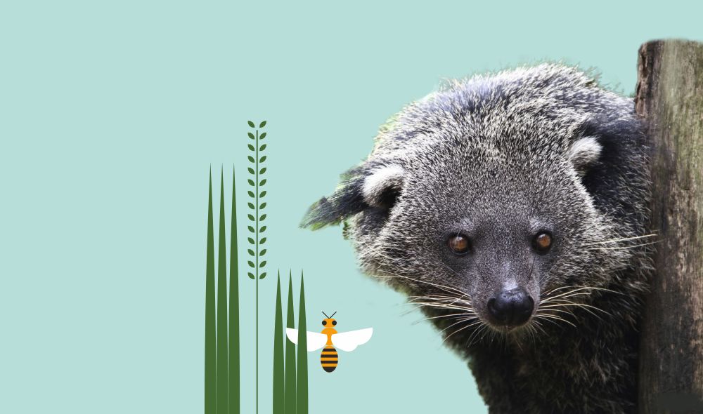 Binturongipaev_koduka_sundmus_1000x590
