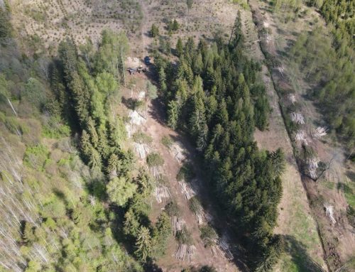Keskkonnaamet on pesitsusrahu kaitseks peatanud kaks raiet kaitsealadel