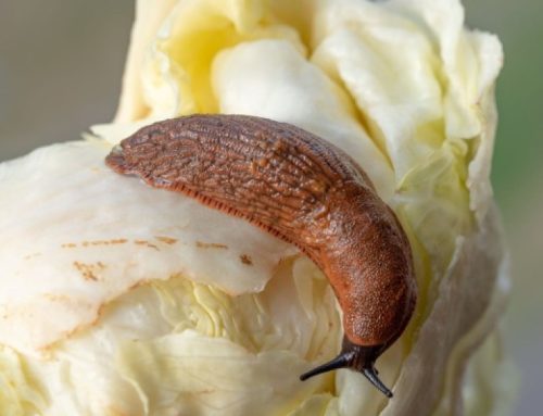 Keskkonnaamet kinnitas võõrnälkjate ohjamiskava